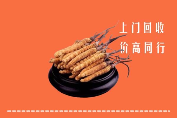 高价求购：厦门回收散虫草